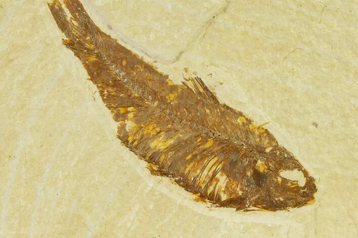 Bargain, Detailed Fossil Fish (Knightia) - Wyoming #333873